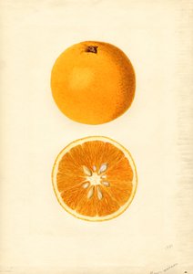 霍莫萨萨橘子（柑橘）（水彩画）