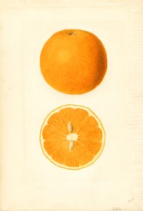 雅法橙（柑橘）（水彩画）