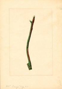 橙树树枝（瓦伦西亚柑橘）（水彩画）