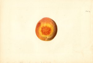 桃子（Prunus persica: Elberta）（水彩画）