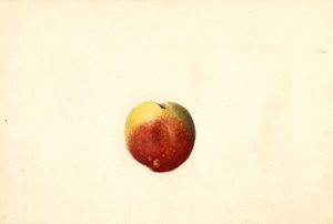 桃子（Prunus persica: Elberta）（水彩画）