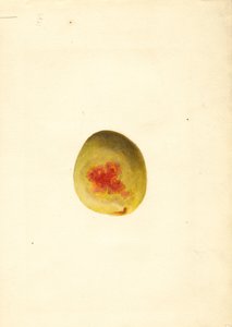 桃子（Prunus persica: Elberta）（水彩画）