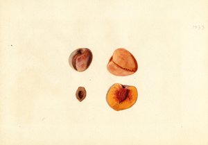 桃子（Prunus persica: Hutchkins）（水彩画）