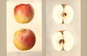威尔逊六月苹果（Malus domestica）（水彩画）
