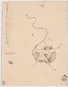 蝴蝶 "邂逅"（正面）；尾饰草图（背面）