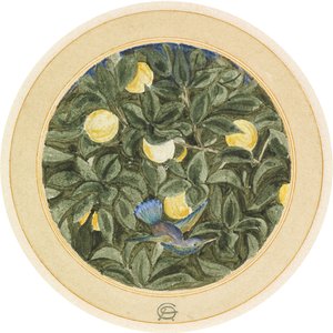 蜂鸟 作者 詹姆斯·史密森