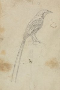 一只鸟 作者 詹姆斯·索尔比