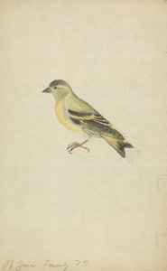 雀（黄雀？） 作者 詹姆斯·索尔比