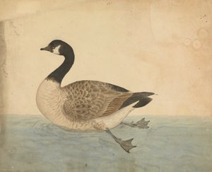 一只鹅 作者 詹姆斯·索尔比
