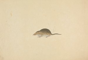泼妇 作者 詹姆斯·索尔比
