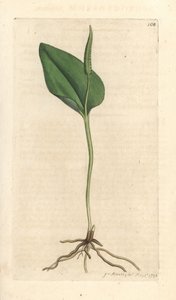阿德的舌头，Ophioglossum vulgatum (Ophioglossum) 手绘铜版雕刻，由詹姆斯·索尔比 (James Sowerby) 绘制，来自伦敦詹姆斯·史密斯英国植物学 (James Smith
