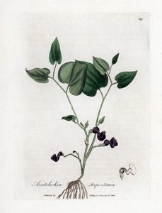 Aristoloche variete - 蛇根草，马兜铃属蛇形科。詹姆斯-索尔比（James Sowerby）根据威廉-伍德维尔（William Woodville）和威廉-杰克逊-胡克爵士（William Jackson Hooker）的《医学植物学》绘制的植物插图手工彩色铜版画，约翰-伯恩，伦敦 作者 詹姆斯·索尔比