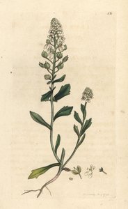苦糖果草，Iberis amara。根据伦敦詹姆斯-史密斯的《英国植物学》中詹姆斯-索尔比的插图绘制的手工彩色铜版画。 作者 詹姆斯·索尔比