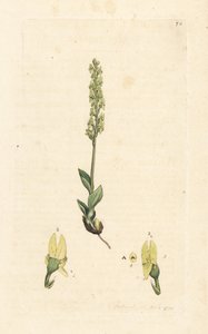 沼泽兰花，Hammarbya paludosa（Marsh tway-blade，Malaxis paludosa）。 手绘铜版雕刻，由詹姆斯·索尔比 (James Sowerby) 绘制，来自伦敦詹姆斯·史密斯英国植物学 (James Smith