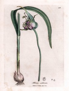植物板：栽培大蒜（Allium sativum），展示球茎、叶子和紫色花朵。根据詹姆斯-索尔比（James Sowerby）的插图手工绘制的彩色铜版画。摘自威廉-伍德维尔和威廉-杰克逊-胡克爵士的著作《植物学》。