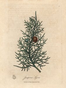 杉树（Juniperus lycia）的枝条和浆果