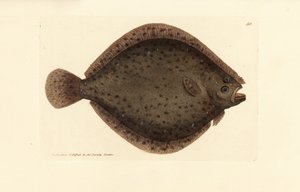 布里尔鱼或风筝鱼，菱形菱形鲽（Pleuronectes rhombus）。 《英国杂记》中詹姆斯·索尔比 (James Sowerby) 的手绘铜版雕刻，或新的、稀有的或鲜为人知的动物主题的彩色人物。 作者 詹姆斯·索尔比