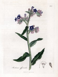 Bugloss officinale - 虫草，Anchusa officinalis。詹姆斯-索尔比（James Sowerby）根据威廉-伍德维尔（William Woodville）和威廉-杰克逊-胡克爵士（William Jackson Hooker）的《医学植物学》绘制的植物插图所作的手工彩色铜版雕刻，约翰-伯恩，伦敦 作者 詹姆斯·索尔比