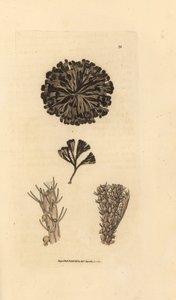 Bugulina avillaryia (Flustra avillaryis)。 《英国杂记》中詹姆斯·索尔比 (James Sowerby) 的手绘铜版雕刻，或新的、稀有的或鲜为人知的动物主题的彩色人物。 作者 詹姆斯·索尔比