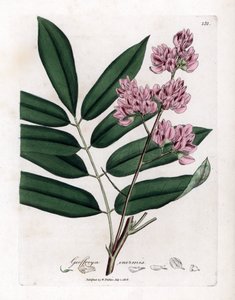 卷心菜树或卷心菜树皮-卷心菜树，Andira inermis。 手绘铜版雕刻，取自詹姆斯·索尔比 (James Sowerby) 的植物插图，来自威廉·伍德维尔 (William Woodville) 和威廉·杰克逊·胡克爵士 (Sir William Jackson Hooker) 的“药用植物学”，约翰·博恩 (John Bohn)，伦敦 作者 James Sowerby