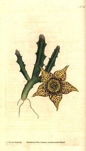 仙人掌淀粉 - Orbea variegata（杂色五角星，Stapelia variegata）。 詹姆斯·索尔比 (James Sowerby) 手绘的铜版雕刻和植物插图，来自威廉·柯蒂斯 (William Curtis) 的《植物杂志》，兰贝斯沼泽，伦敦 作者 詹姆斯·索尔比