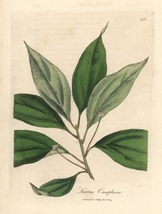 樟树 作者 詹姆斯·索尔比