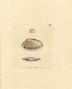 糖果棒泰利纳贝壳（Tellina similis）。詹姆斯-索尔比（James Sowerby）的手工彩色铜版雕刻，选自《英国杂录》（The British Miscellany），或《新颖、稀有或鲜为人知的动物题材的彩色图片》（Colored figures of new, rare, or little known animal subjects）。
