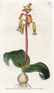 开普敦布谷鸟 - 詹姆斯-索尔比（1757-1822 年）的石版画，威廉-柯蒂斯（1746-1799 年）《植物杂志》中的插图