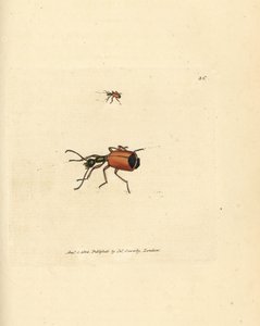 Carabus rotundicollis 甲虫。詹姆斯-索尔比（James Sowerby）的手工彩色铜版雕刻，选自《英国杂录》（The British Miscellany），或《新奇、罕见或鲜为人知的动物题材彩色图片》（Colored figures of new, rare, or little known animal subjects）。 作者 詹姆斯·索尔比
