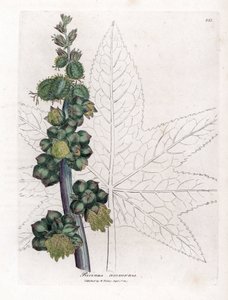 蓖麻 - 蓖麻油植物，蓖麻。 手绘铜版雕刻，取自詹姆斯·索尔比 (James Sowerby) 的植物插图，来自威廉·伍德维尔 (William Woodville) 和威廉·杰克逊·胡克爵士 (Sir William Jackson Hooker) 的“药用植物学”，约翰·博恩 (John Bohn)，伦敦 作者 詹姆斯·索尔比