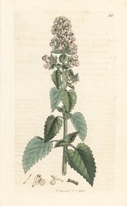 猫薄荷，Nepeta cataria (cataire) 根据伦敦詹姆斯-史密斯的《英国植物学》中詹姆斯-索尔比的插图制作的手工彩色铜版雕刻