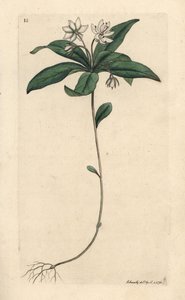 鸡冠花冬绿，Lysimachia europaea (Trientalis europaea) 根据詹姆斯-索尔比（James Sowerby）的插图绘制的手工彩色铜版雕刻，出自伦敦詹姆斯-史密斯（James Smith）的《英国植物学》（English Botany）。 作者 詹姆斯·索尔比