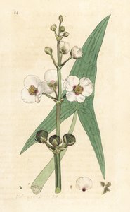 普通箭竹，Sagittaria sagittifolia (sagittarius) 根据詹姆斯-索尔比（James Sowerby）在伦敦詹姆斯-史密斯（James Smith）的《英国植物学》（English Botany）中的插图绘制的手工彩色铜版雕刻。 作者 詹姆斯·索尔比