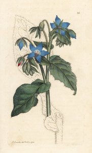 普通琉璃苣，Bourrache officinalis (Bourrache officinale) 手绘铜版雕刻，由詹姆斯·索尔比 (James Sowerby) 绘制，来自伦敦詹姆斯·史密斯英国植物学 (James Smith
