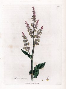 Common oseillle or large sorrel - Garden sorrel, Rumex acetosa.詹姆斯-索尔比（James Sowerby）根据威廉-伍德维尔（William Woodville）和威廉-杰克逊-胡克爵士（William Jackson Hooker）的《医学植物学》绘制的植物插图所作的手工彩色铜版雕刻，约翰-伯恩，伦敦 作者 詹姆斯·索尔比