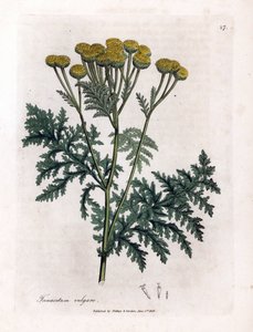 常见艾菊或飞溅-艾菊，Tanacetum vulgare。 手绘铜版雕刻，取自詹姆斯·索尔比 (James Sowerby) 的植物插图，来自威廉·伍德维尔 (William Woodville) 和威廉·杰克逊·胡克爵士 (Sir William Jackson Hooker) 的“药用植物学”，约翰·博恩 (John Bohn)，伦敦 作者 詹姆斯·索尔比