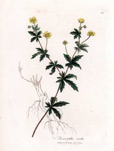 普通蒿草，直立蒿草。詹姆斯-索尔比（James Sowerby）根据威廉-伍德维尔（William Woodville）和威廉-杰克逊-胡克爵士（William Jackson Hooker）的《医学植物学》绘制的植物插图所作的手工彩色铜版雕刻，约翰-伯恩，伦敦 作者 詹姆斯·索尔比