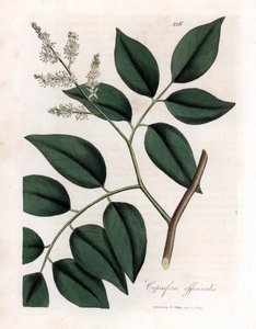 Copaier - 科帕伊瓦香脂，Copaifera officinalis。詹姆斯-索尔比（James Sowerby）根据威廉-伍德维尔（William Woodville）和威廉-杰克逊-胡克爵士（William Jackson Hooker）的《医学植物学》绘制的植物插图所作的手工彩色铜版雕刻，约翰-伯恩，伦敦 作者 詹姆斯·索尔比