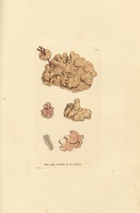 Coralline species, Corallina auriculariaeformis. (Cactus coralline, Halimedia opuntia) James Sowerby 手工彩色铜版雕刻，选自《英国杂录》，或《新奇、稀有或鲜为人知的动物彩色图像》。 作者 詹姆斯·索尔比
