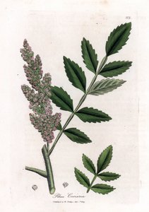 Corroyere 或 Corroyeurs 或旅行者的漆树 - 榆叶漆树，Rhus coriaria。 手绘铜版雕刻，取自詹姆斯·索尔比 (James Sowerby) 的植物插图，出自威廉·伍德维尔 (William Woodville) 和威廉·杰克逊·胡克爵士 (Sir William Jackson Hooker) 的“药用植物学”，约翰·博恩 (John Bohn)，伦敦 作者 James Sowerby