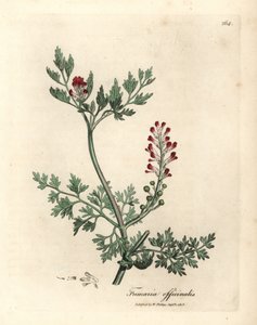 绯红花烟草，Fumaria officinalis 作者 詹姆斯·索尔比