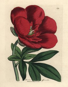 Crimson peony, Paeonia officinalis 作者 詹姆斯·索尔比