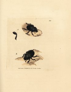 Dor 甲虫或钻地粪甲虫，Geotrupes puncticollis (Scarabaeus spiniger)。 《英国杂记》中詹姆斯·索尔比 (James Sowerby) 的手绘铜版雕刻，或新的、稀有的或鲜为人知的动物主题的彩色人物。