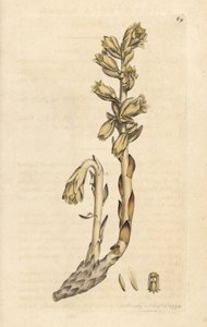 黄燕窝（Aristoloche） 根据詹姆斯-索尔比（James Sowerby）的插图绘制的手工彩色铜版雕刻，出自伦敦詹姆斯-史密斯（James Smith）的《英国植物学》（English Botany）。 作者 詹姆斯·索尔比