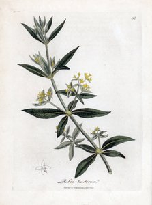 茜草，茜草。 手绘铜版雕刻，取自詹姆斯·索尔比 (James Sowerby) 的植物插图，来自威廉·伍德维尔 (William Woodville) 和威廉·杰克逊·胡克爵士 (Sir William Jackson Hooker) 的“药用植物学”，约翰·博恩 (John Bohn)，伦敦 作者 詹姆斯·索尔比
