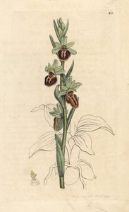早期蜘蛛兰，Ophrys sphegodes（蜘蛛兰，Ophrys aranifera）。根据伦敦詹姆斯-史密斯的《英国植物学》中詹姆斯-索尔比的插图绘制的手工彩色铜版画。 作者 詹姆斯·索尔比