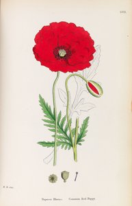 英国植物学，1790-1800年。 作者 詹姆斯·索尔比