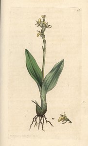 汾兰花，Liparis loeselii（矮眼兰，Ophrys loeselii）。 手绘铜版雕刻，由詹姆斯·索尔比 (James Sowerby) 绘制，来自伦敦詹姆斯·史密斯英国植物学 (James Smith