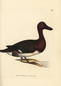 铁色潜鸭 Aythya nyroca（Anas nyroca，橄榄簇绒鸭）。 《英国杂记》中詹姆斯·索尔比 (James Sowerby) 的手绘铜版雕刻，或新的、稀有的或鲜为人知的动物主题的彩色人物。 作者 詹姆斯·索尔比