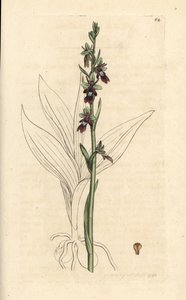 飞兰，Ophrys insectifera（飞兰，Ophrys muscifera）。根据伦敦詹姆斯-史密斯的《英国植物学》中詹姆斯-索尔比的插图绘制的手工彩色铜版画。